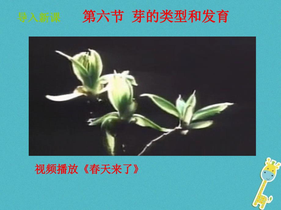 山东省惠民县八年级生物上册4.1.6《芽的类型和发育》课件（新版）济南版_第2页