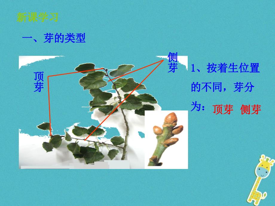 山东省惠民县八年级生物上册4.1.6《芽的类型和发育》课件（新版）济南版_第3页