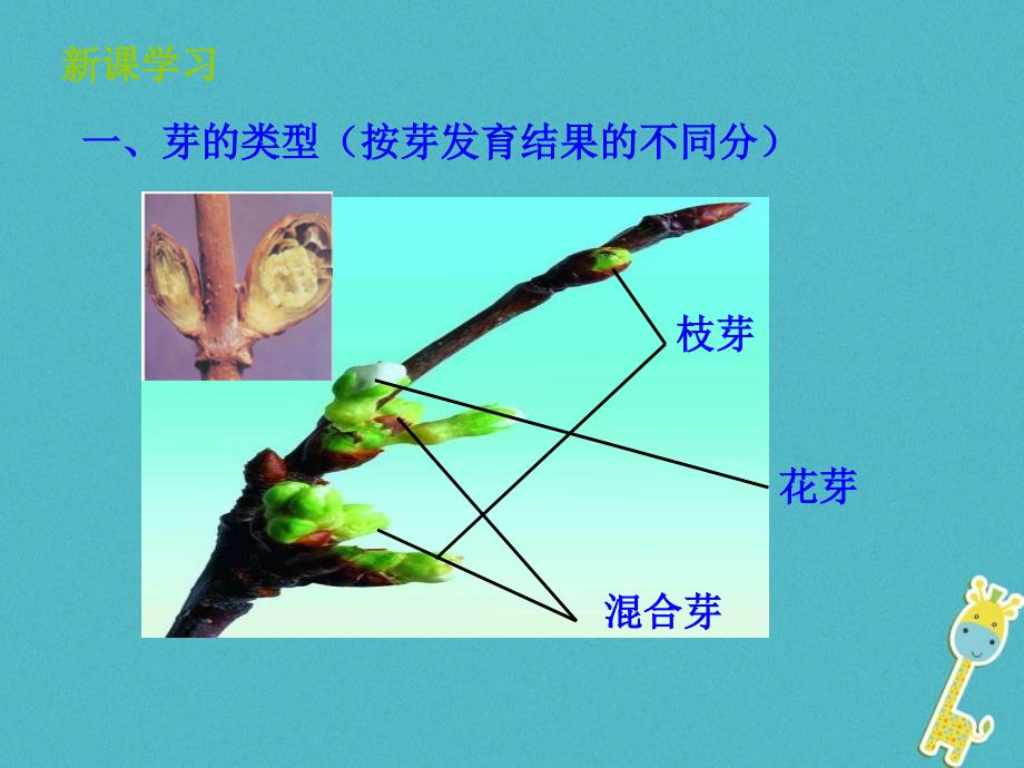 山东省惠民县八年级生物上册4.1.6《芽的类型和发育》课件（新版）济南版_第4页