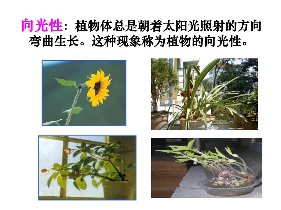 浙教版八年级科学上册第三章第一节《植物生命活动的调节》共28张_第4页