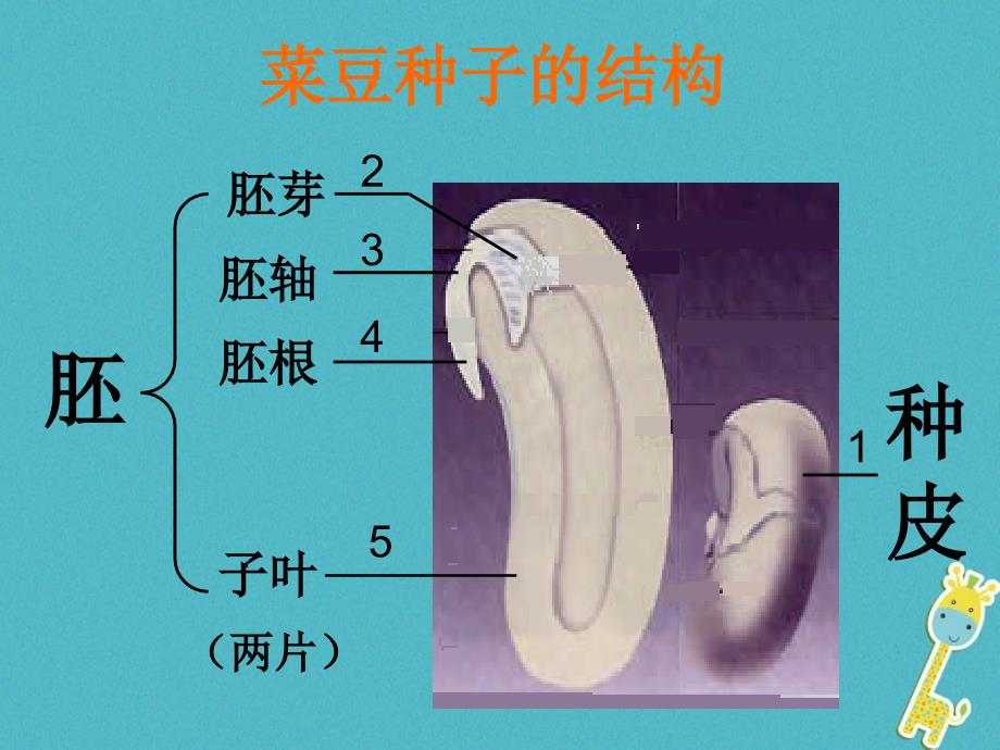 吉林省长春市七年级生物上册第三单元第一章第二节《种子植物》课件1（新版）新人教版_第3页