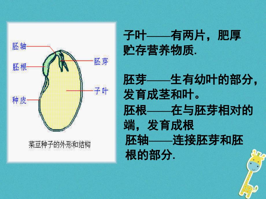 吉林省长春市七年级生物上册第三单元第一章第二节《种子植物》课件1（新版）新人教版_第4页