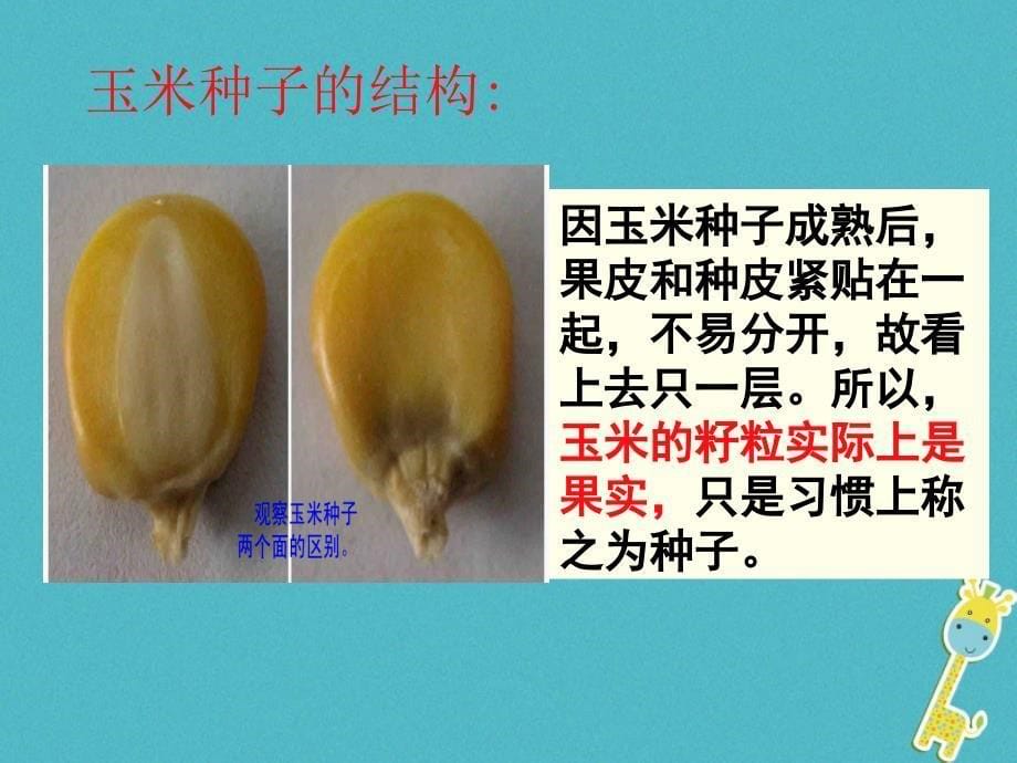 吉林省长春市七年级生物上册第三单元第一章第二节《种子植物》课件1（新版）新人教版_第5页