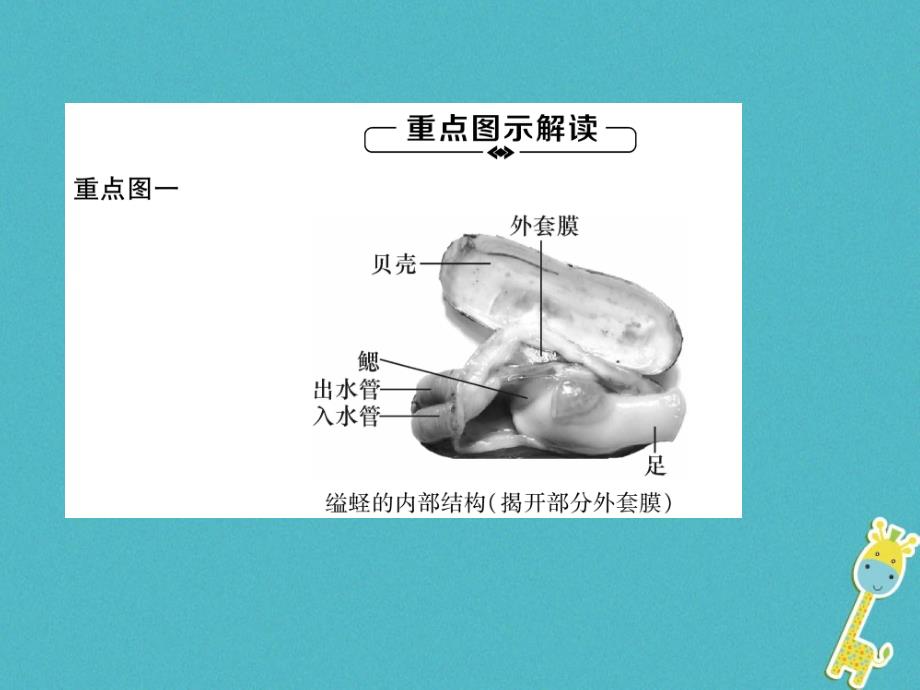 2018年八年级生物上册第5单元第1章第3节软体动物和节肢动物练习课件（新版）新人教版_第4页