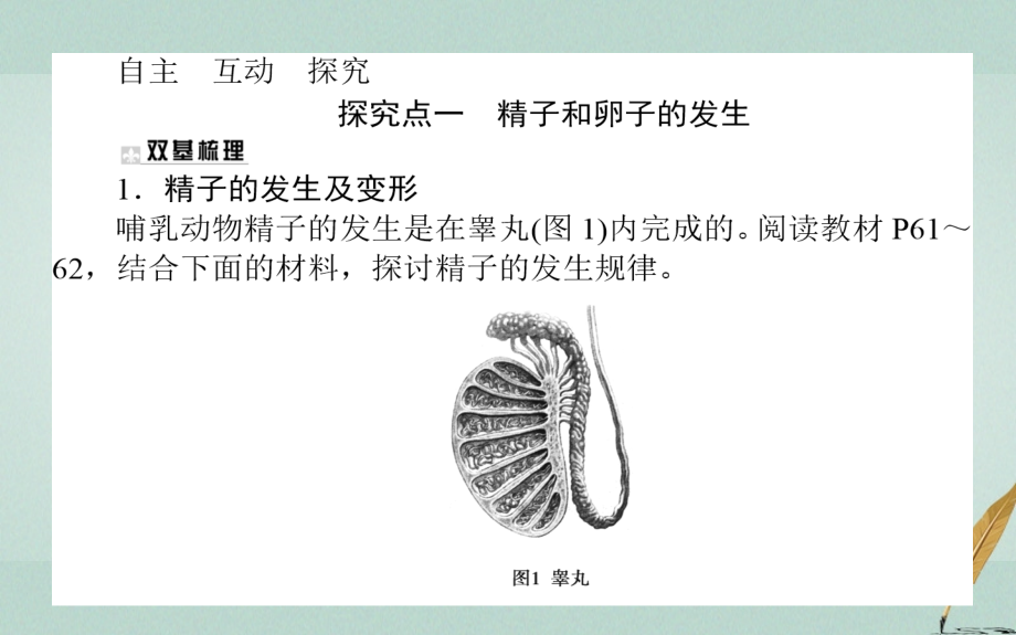 2018版高中生物专题3胚胎工程3.1体内受精和早期胚胎发育课件新人教版选修3_第4页