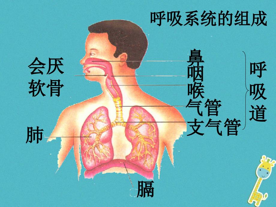 安徽省合肥市长丰县七年级生物下册4.3.1呼吸道对空气的处理课件3（新版）新人教版_第2页