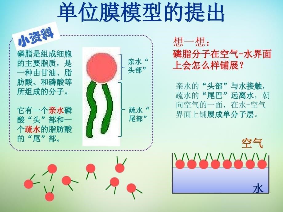 高中生物PPT课件必修1第4章细胞的物质输入和输出第2节生物膜的流动镶嵌模型_第5页