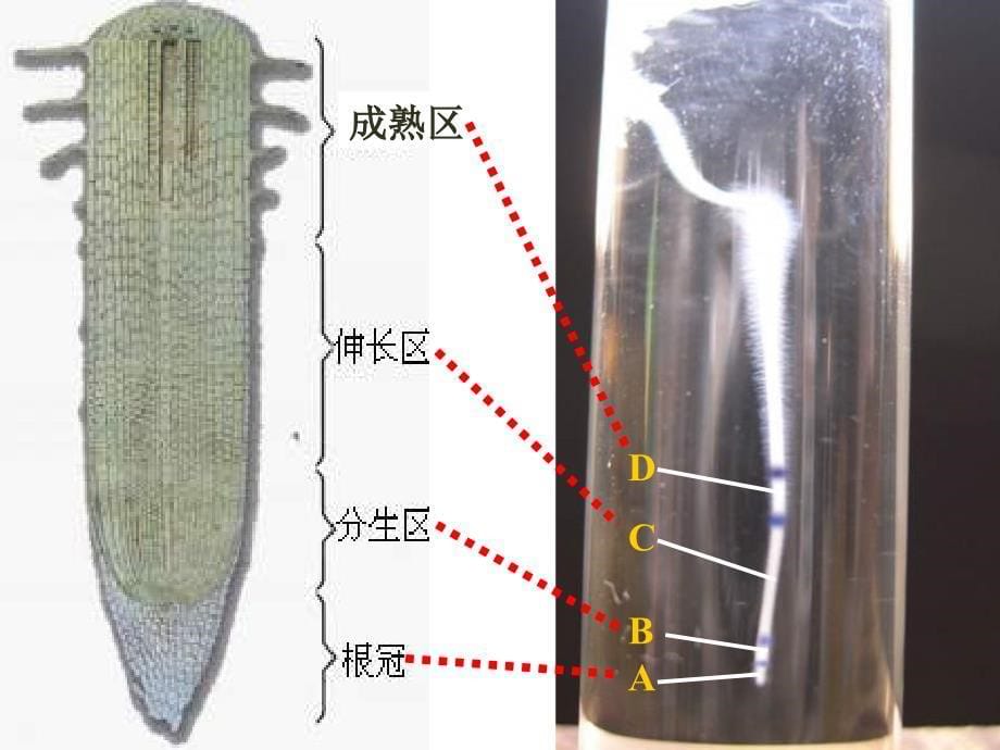 六年级生物下册3.2.2《植株的生长》课件1鲁科版五四制_第5页