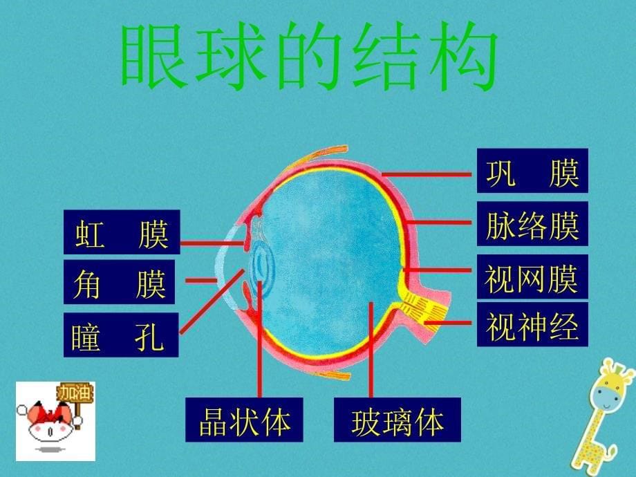 七年级生物下册4.6.1《人体对外界环境的感知》课件2鲁科版五四制_第5页