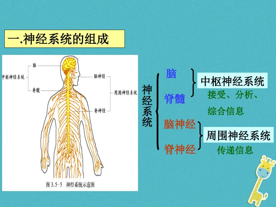 山东省安丘市七年级生物下册3.5.2神经调节的结构基础课件（新版）济南版_第2页