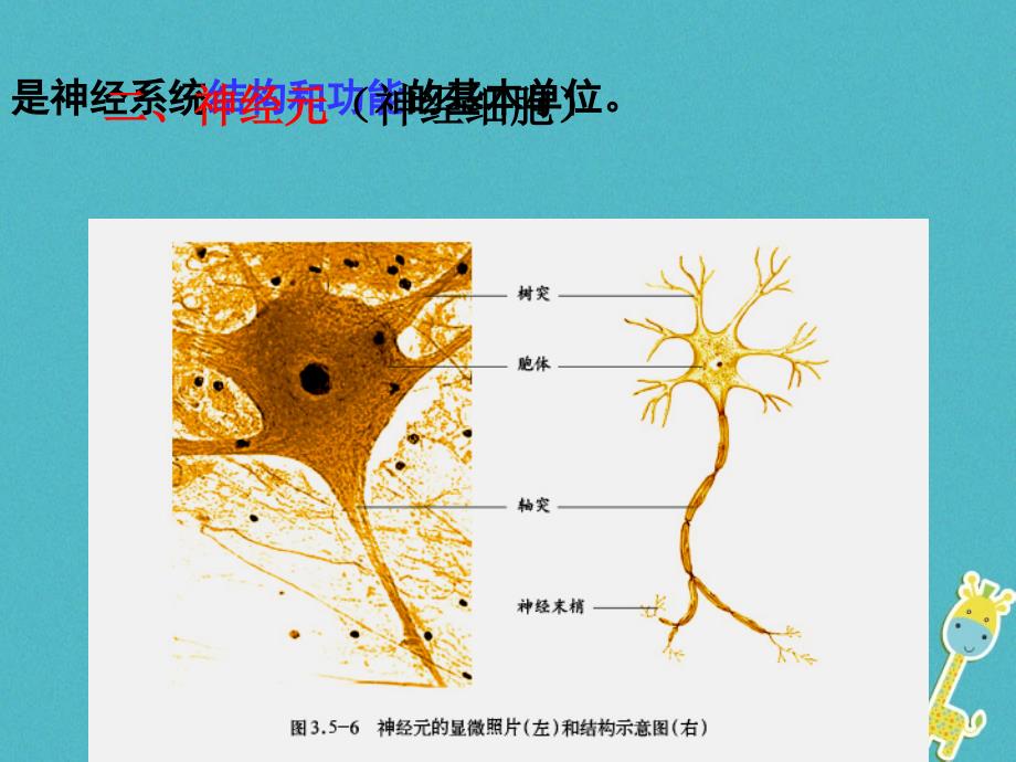 山东省安丘市七年级生物下册3.5.2神经调节的结构基础课件（新版）济南版_第3页