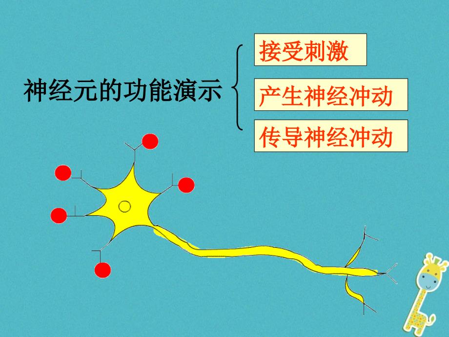 山东省安丘市七年级生物下册3.5.2神经调节的结构基础课件（新版）济南版_第4页