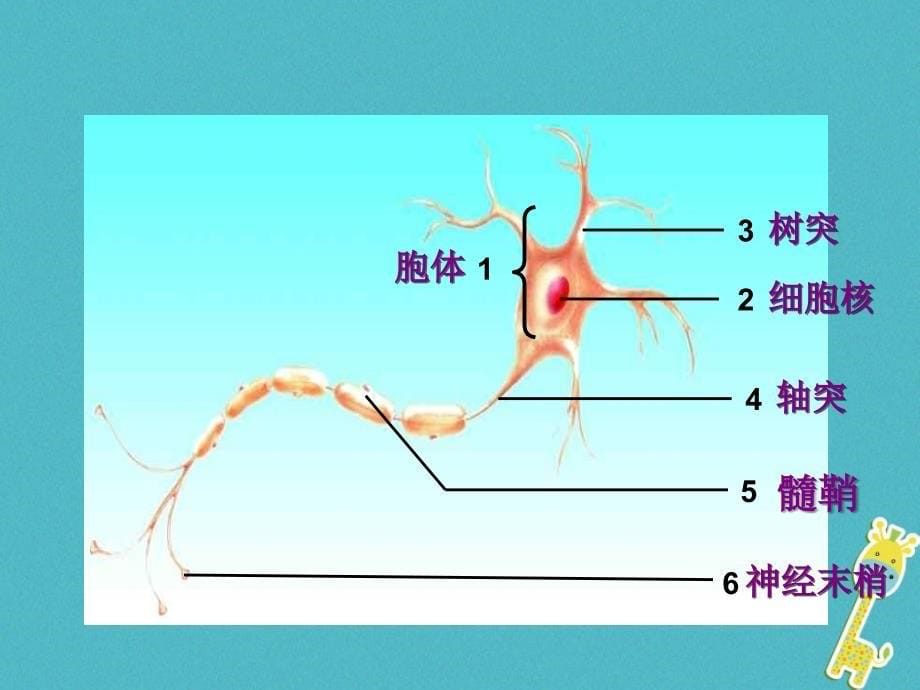 山东省安丘市七年级生物下册3.5.2神经调节的结构基础课件（新版）济南版_第5页