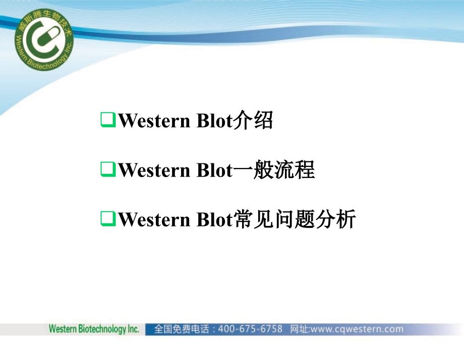 蛋白质印迹法westernblot应用介绍_第2页