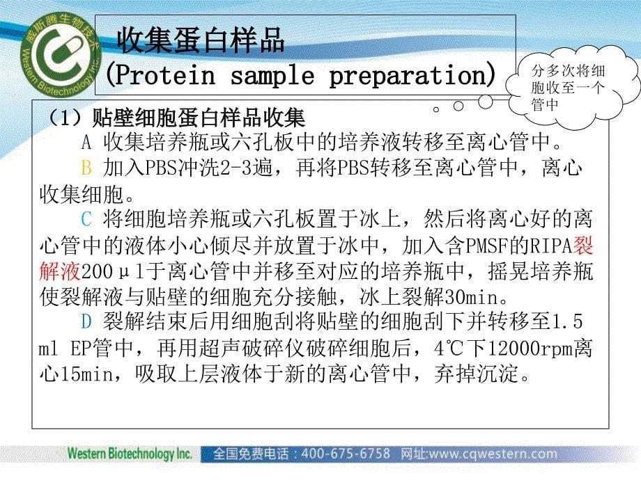 蛋白质印迹法westernblot应用介绍_第5页