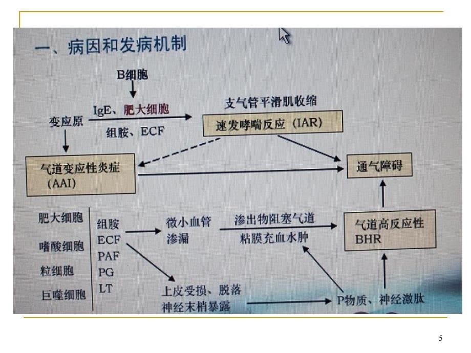 第三节支气管哮喘病人的护理_第5页