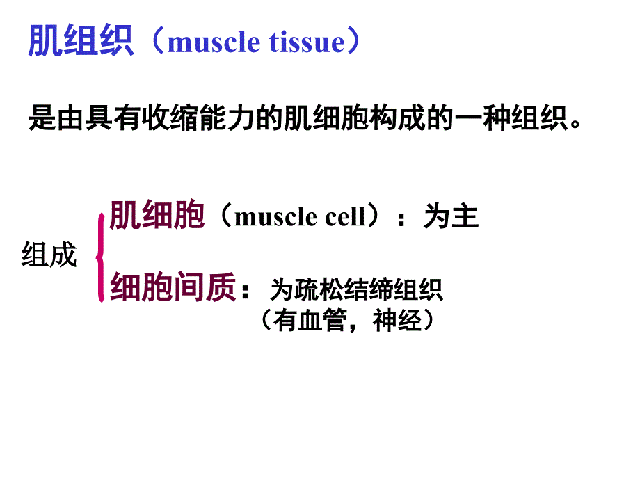 肌组织本科_第3页