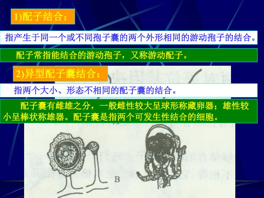 第三章 真核微生物(2)_第4页