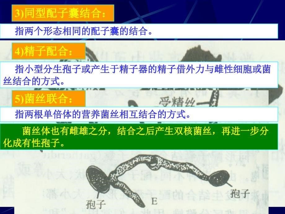 第三章 真核微生物(2)_第5页