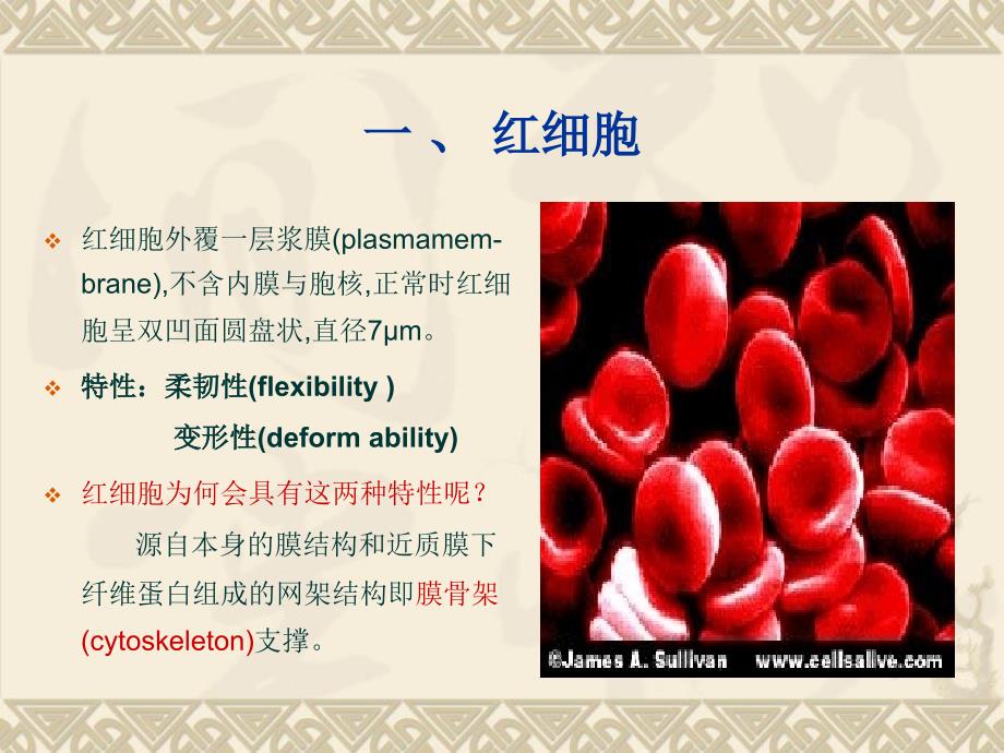 红细胞膜骨架蛋白_第3页