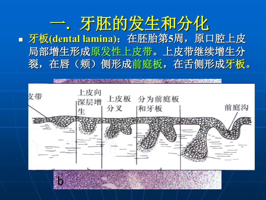 第2章牙的发育1_第3页