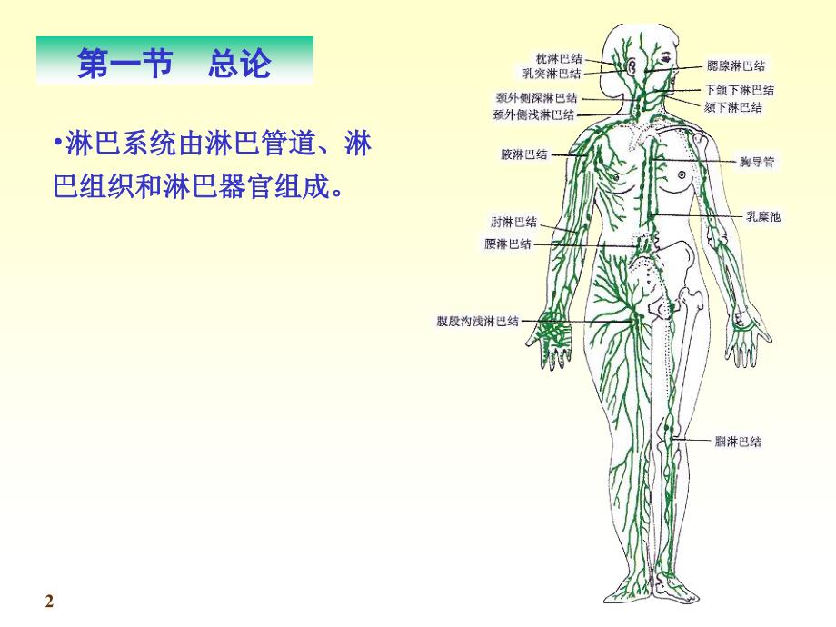 系统解剖学-淋巴_第2页