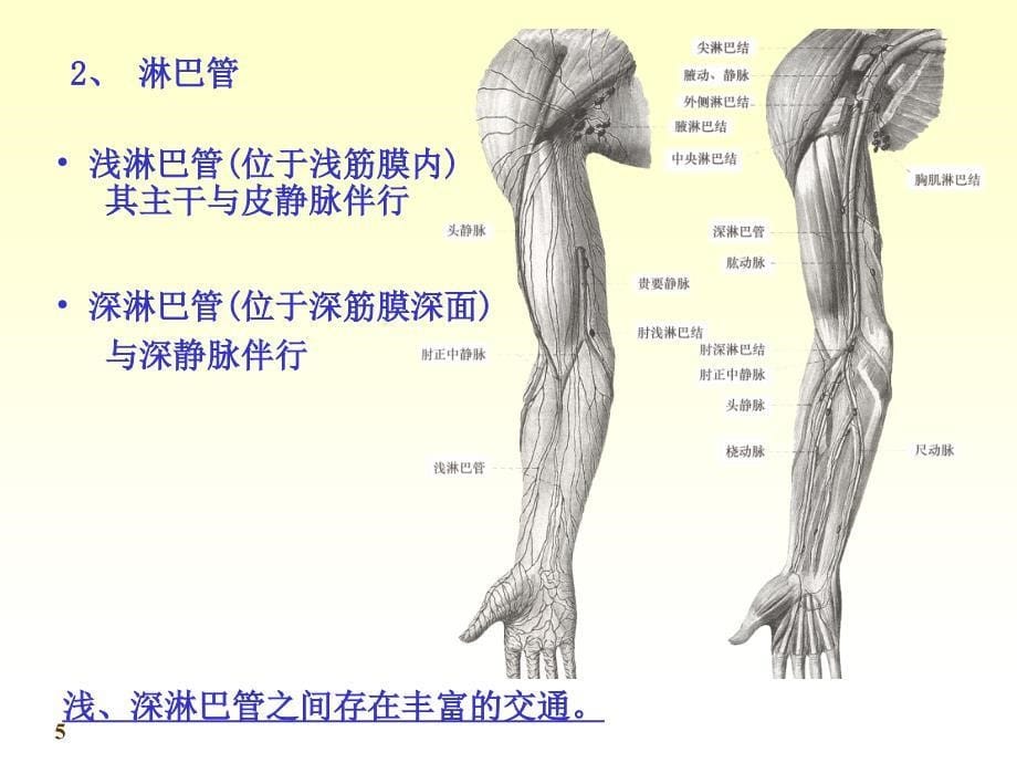 系统解剖学-淋巴_第5页