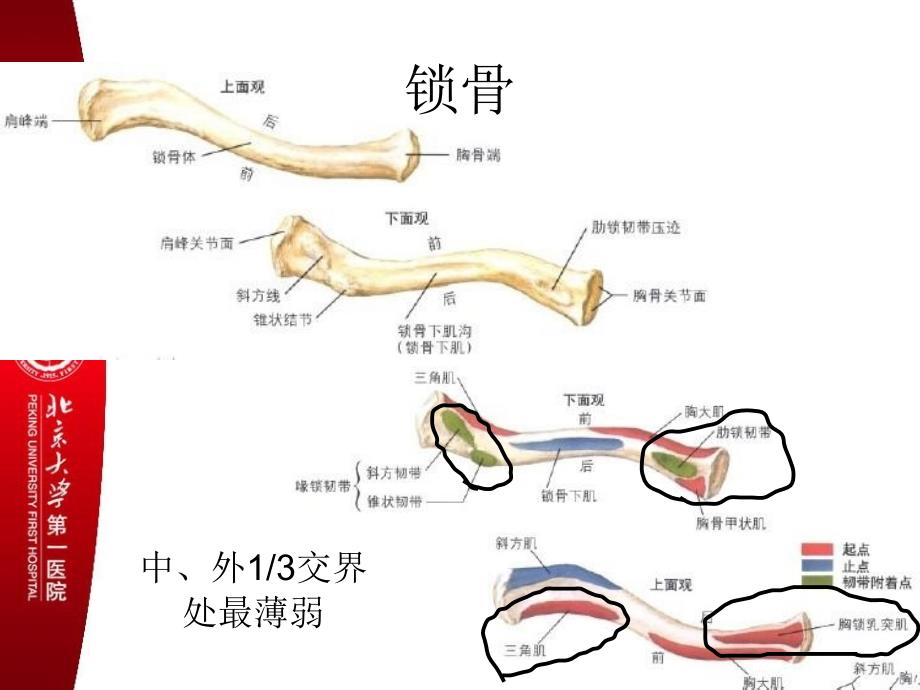 锁骨肩胛骨1_第3页