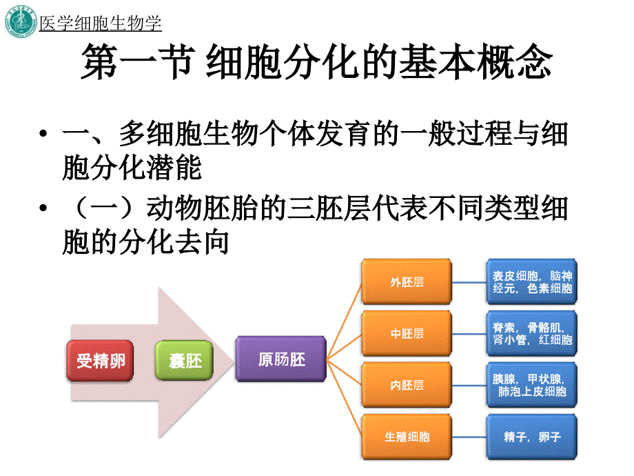 第十四章细胞分化_第3页