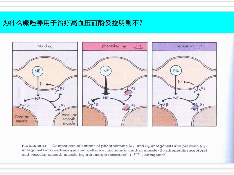 第九章药理学_第4页