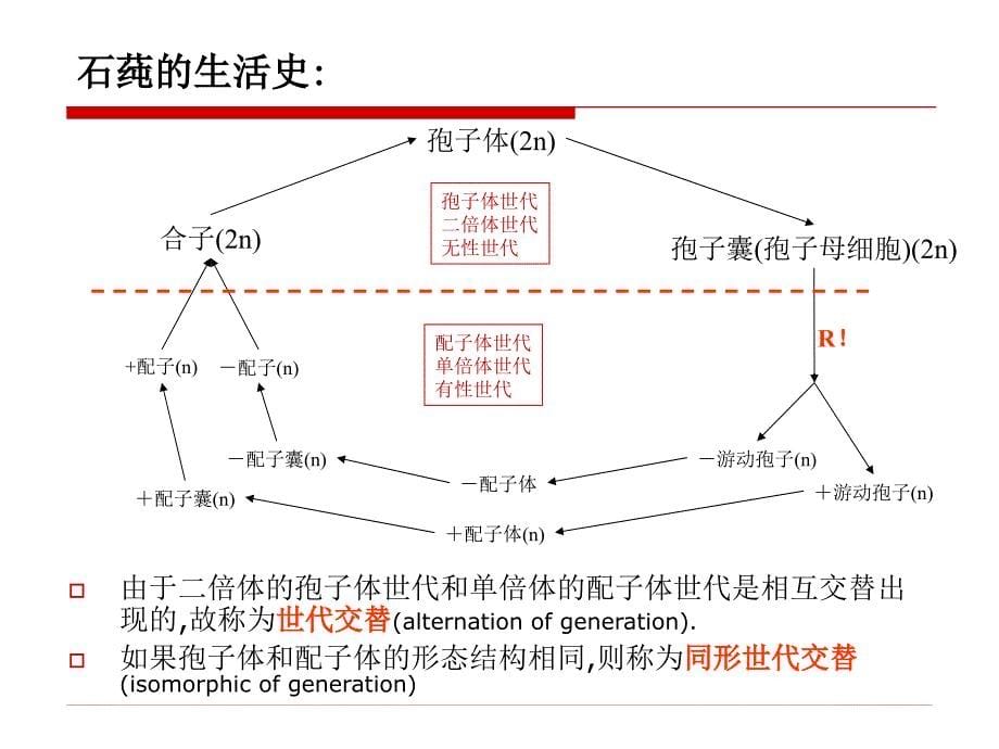 第7章76植物界_第5页