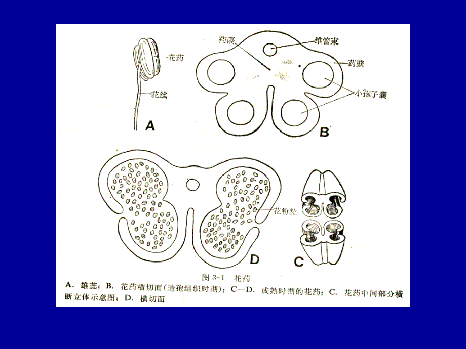 第三章小孢子囊及小孢子的发生1_第2页