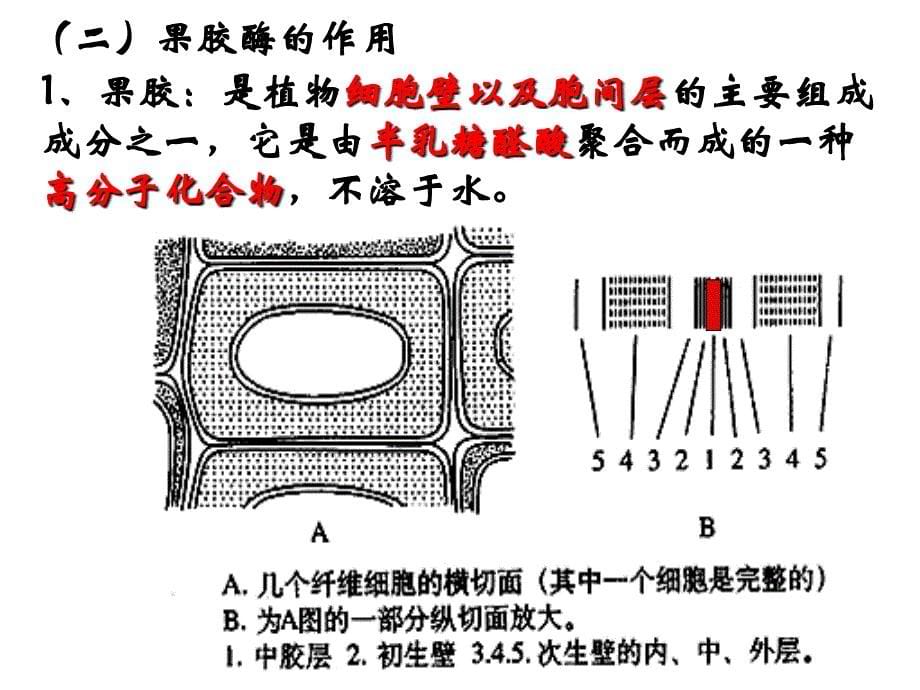 果胶酶的作用_第5页