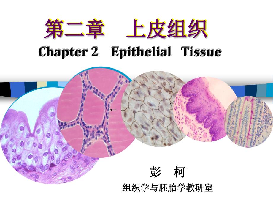 组织胚胎学上皮组织_第1页