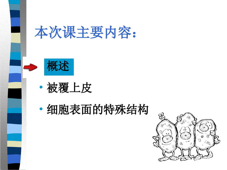 组织胚胎学上皮组织_第3页