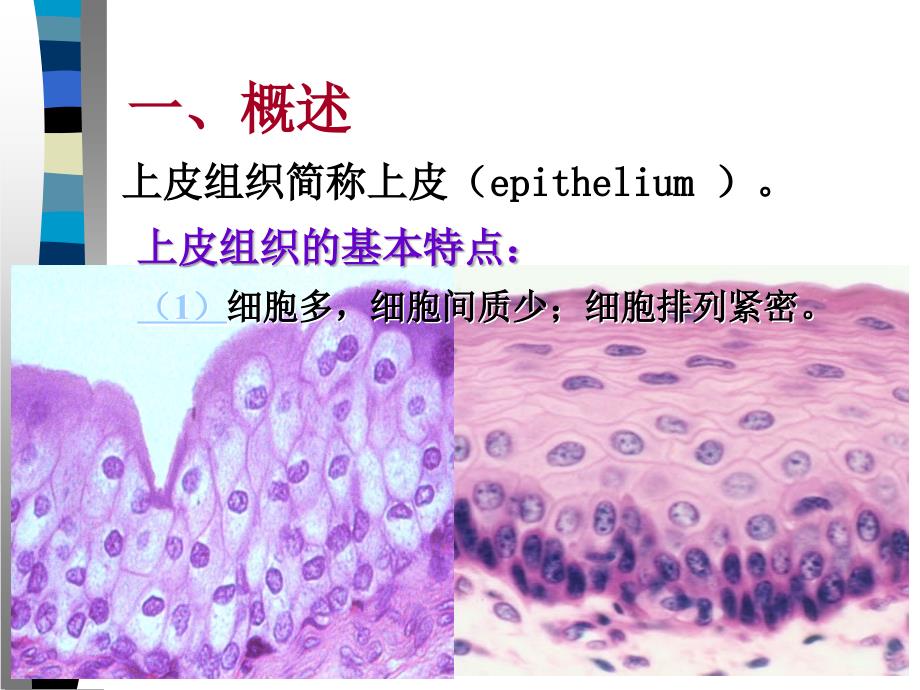 组织胚胎学上皮组织_第4页