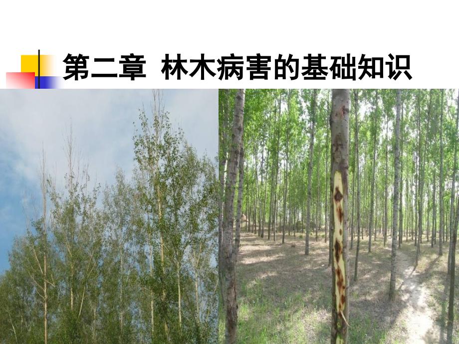 第二章第一节林木病害的基础知识2012春季_第1页