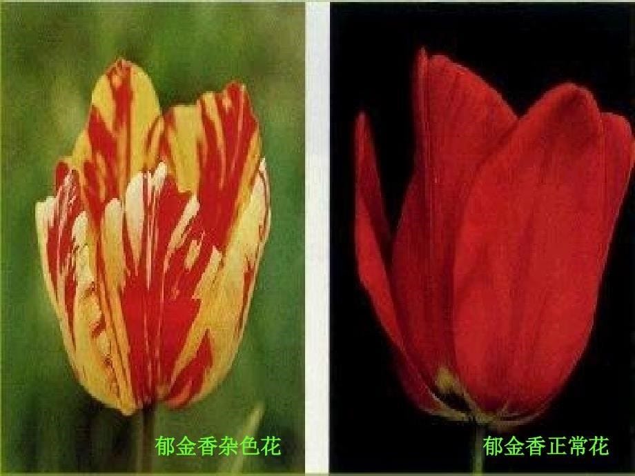 第二章第一节林木病害的基础知识2012春季_第5页