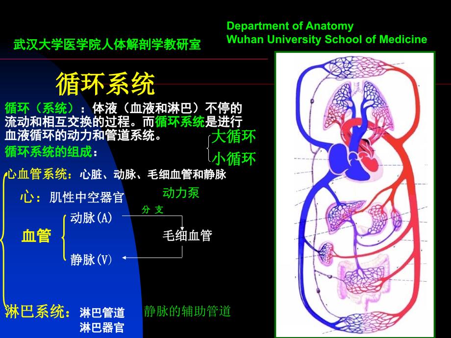 脉管系药学系1_第1页