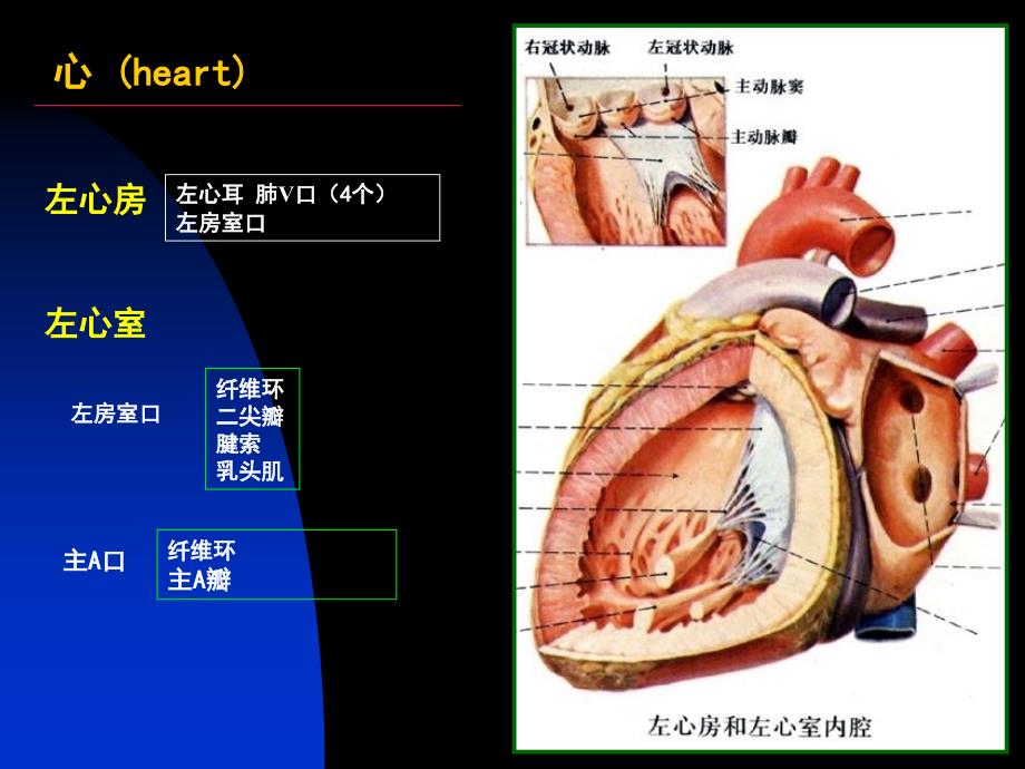 脉管系药学系1_第4页