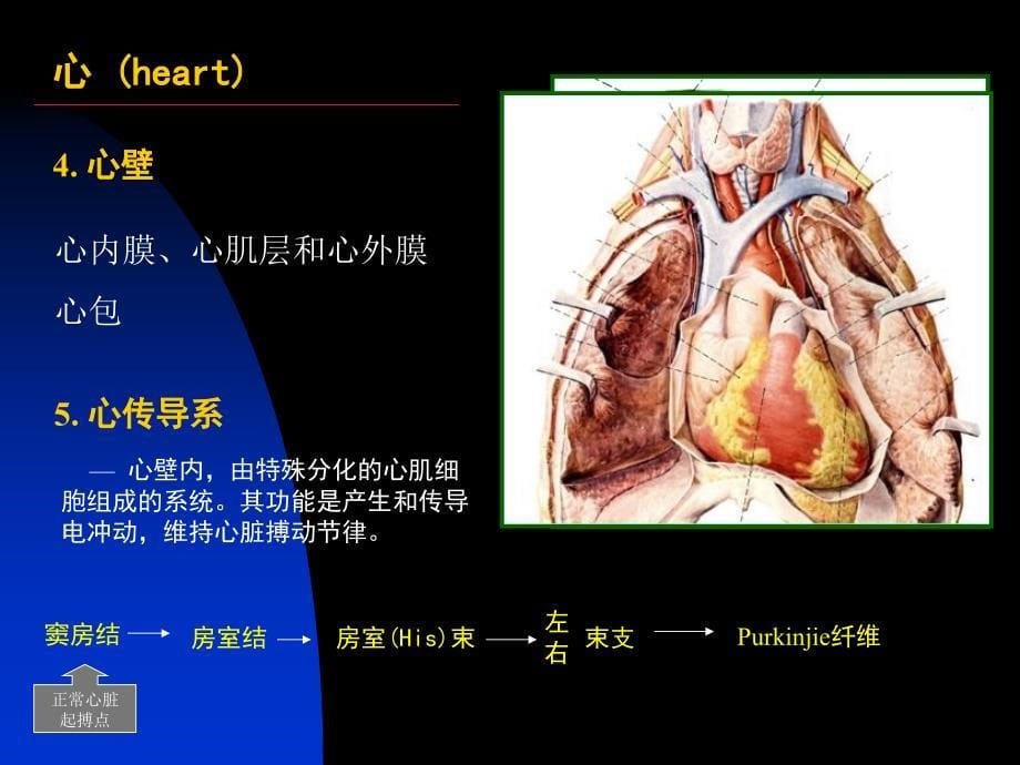 脉管系药学系1_第5页