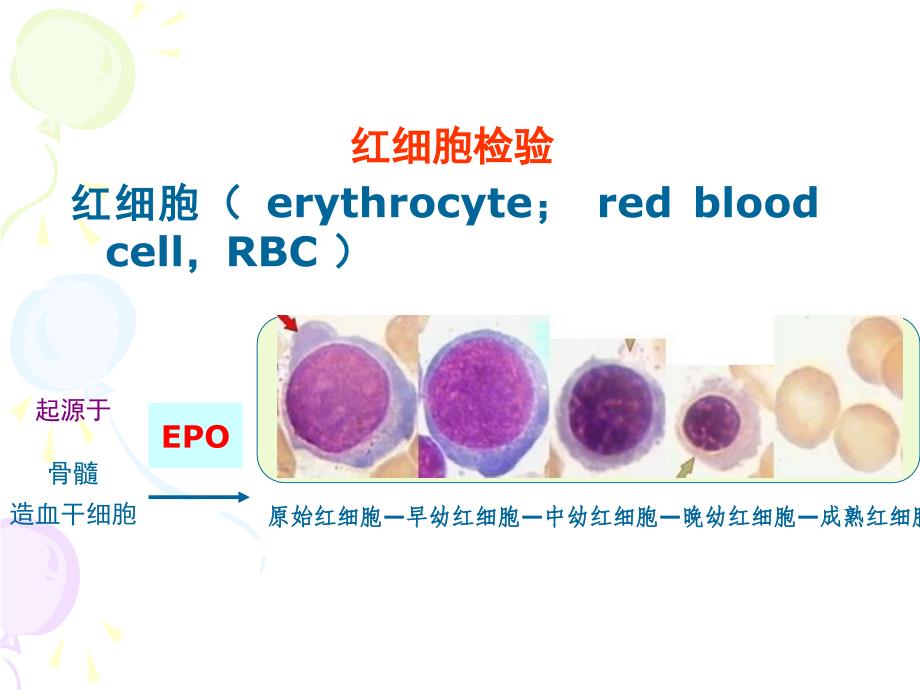 红细胞检验1_第3页