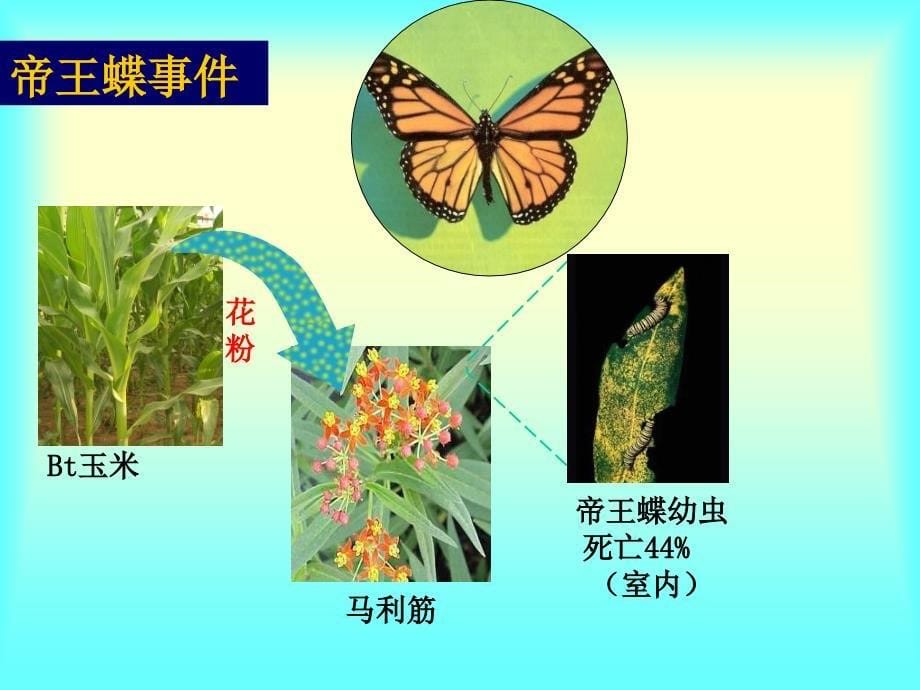 第3节基因工程和转基因生物_第5页