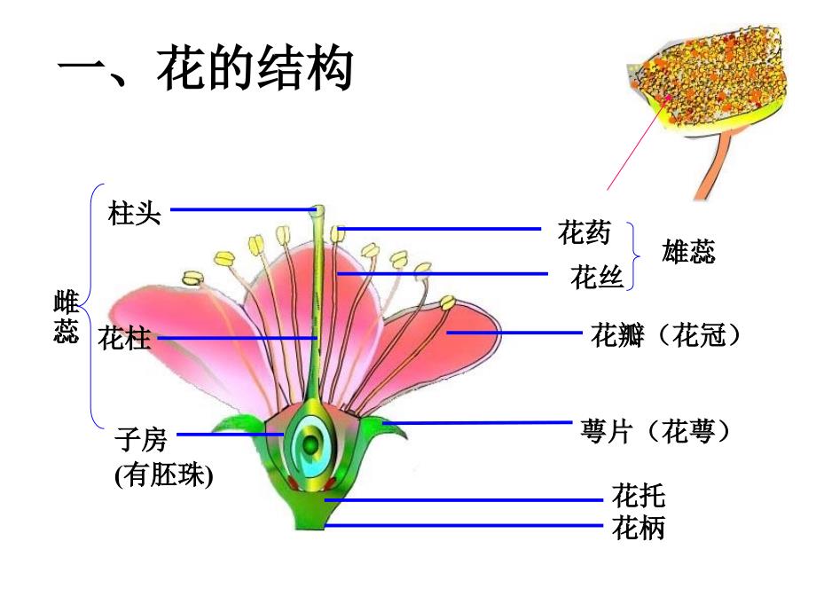 被子植物的生殖_第2页