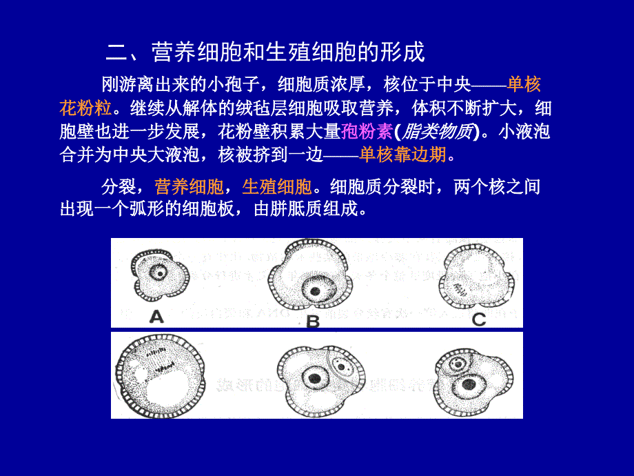 第四章雄配子体_第2页