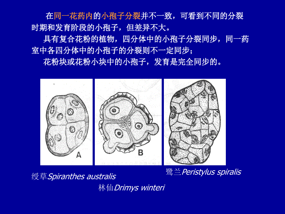 第四章雄配子体_第3页