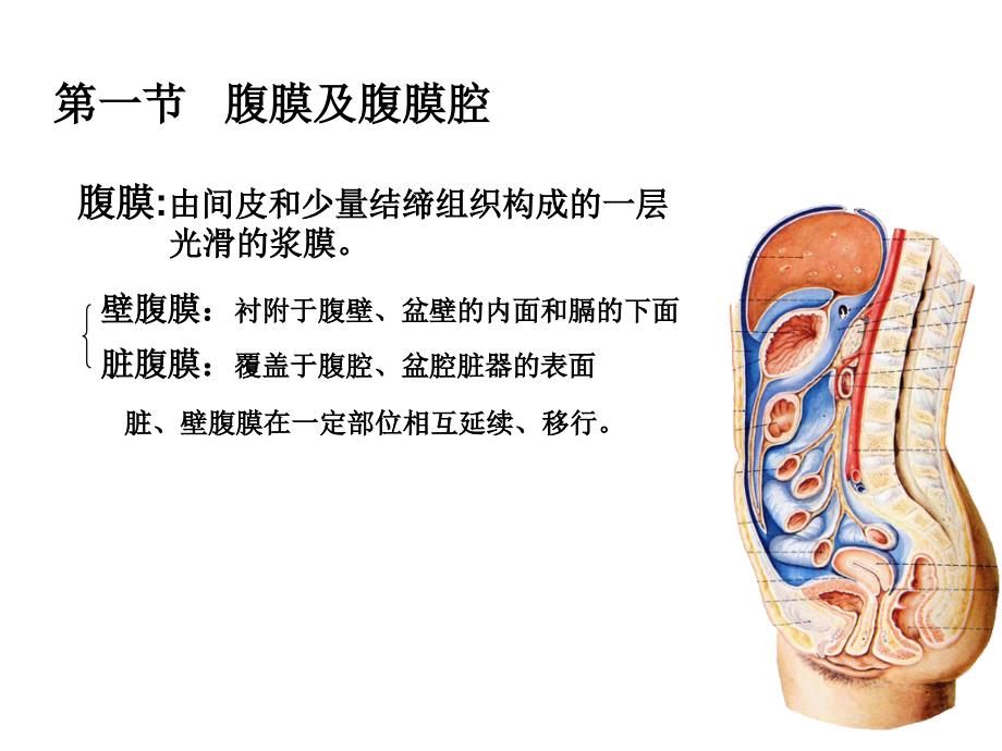 结肠上区一局解_第2页