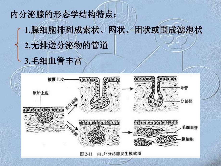 第九章内分泌系统_第3页