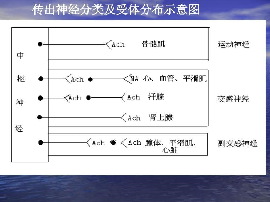 第二篇传出神经系统药理概论_第5页