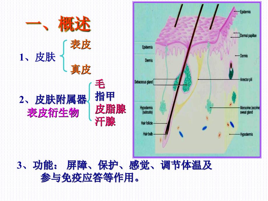 组织学与胚胎学第11章皮肤上_第2页